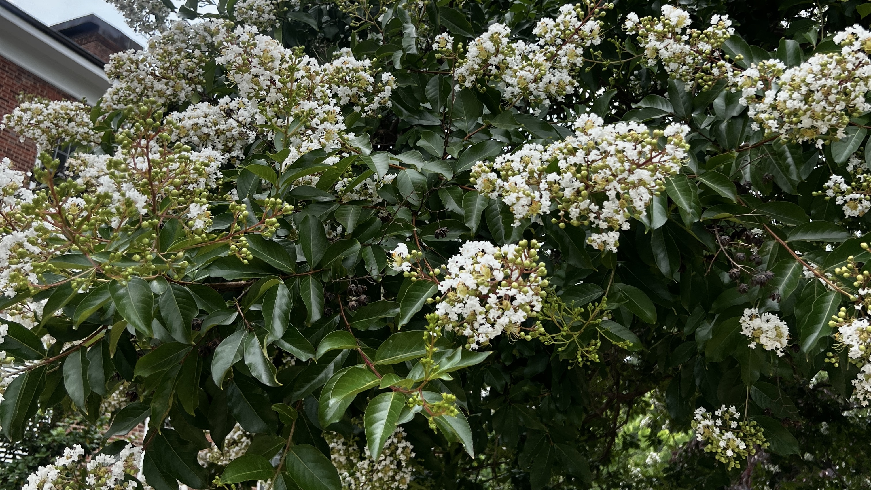 Tree with white flowers
